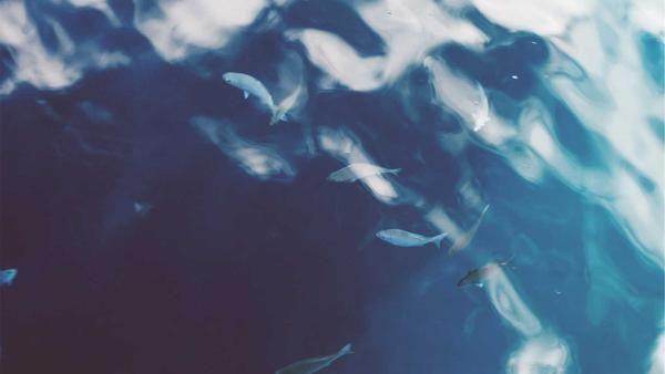 Illustrative school of fish beneath blue water